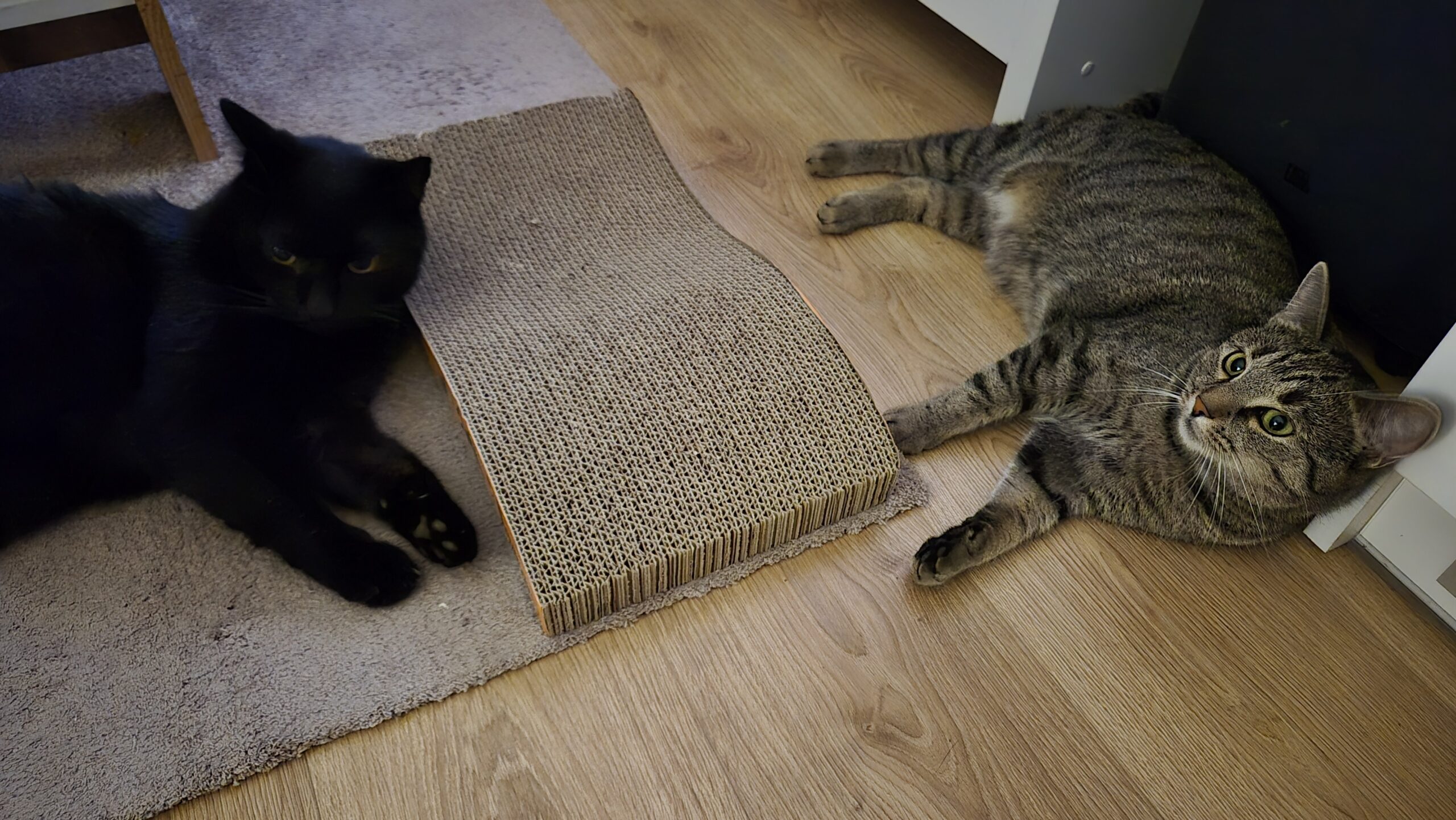 Drapak dla kota - Kartonowy Ślizg z Kocimiętką - obrazek 5