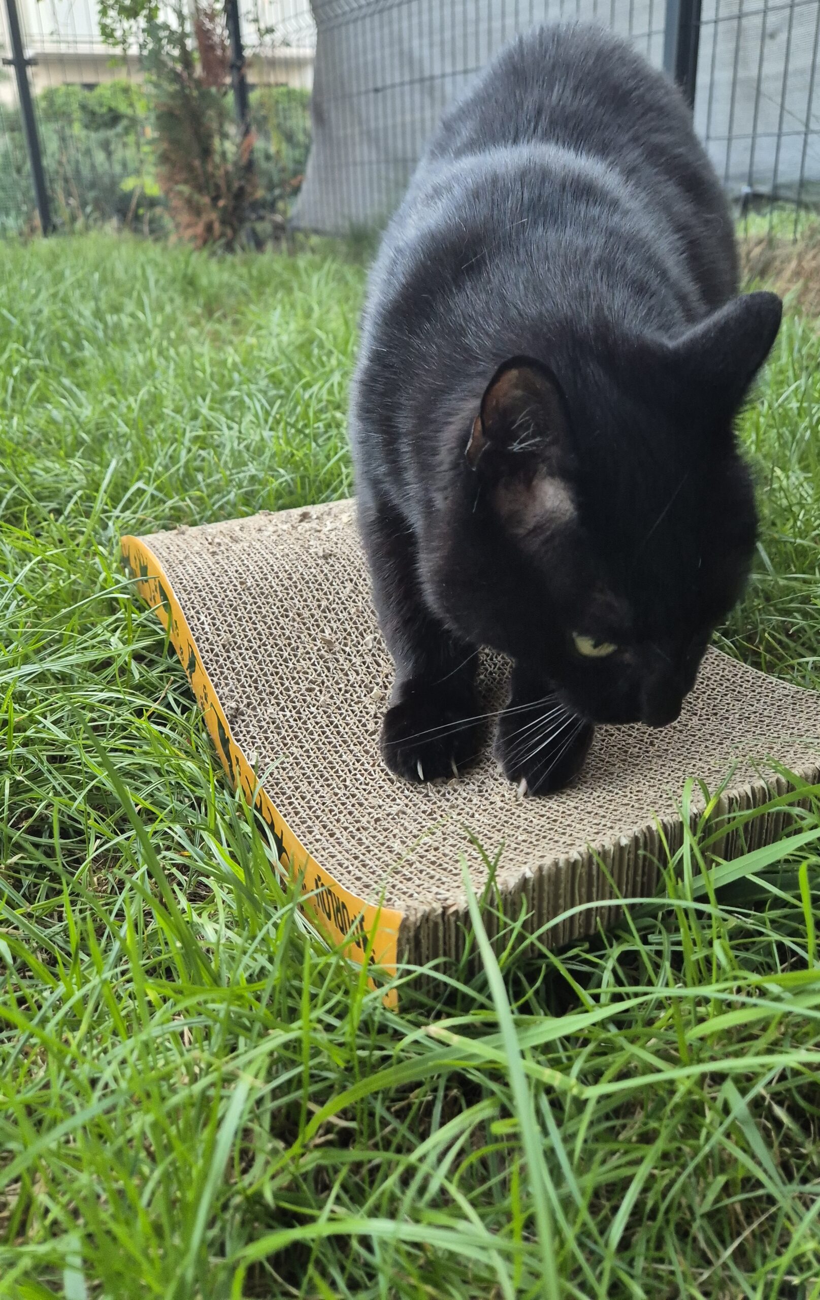 Drapak dla kota - Kartonowy Ślizg z Kocimiętką - obrazek 4