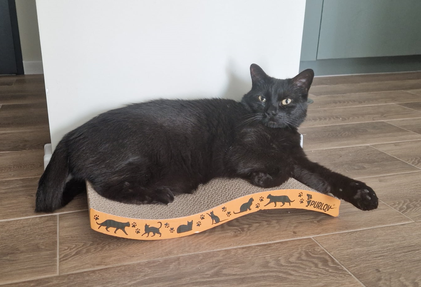 Drapak dla kota - Kartonowy Ślizg z Kocimiętką - obrazek 3