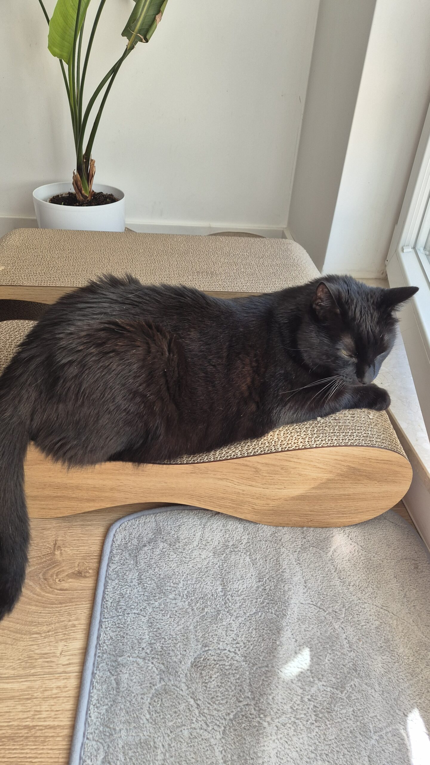 Drapak tekturowy dla Kota - obrazek 10