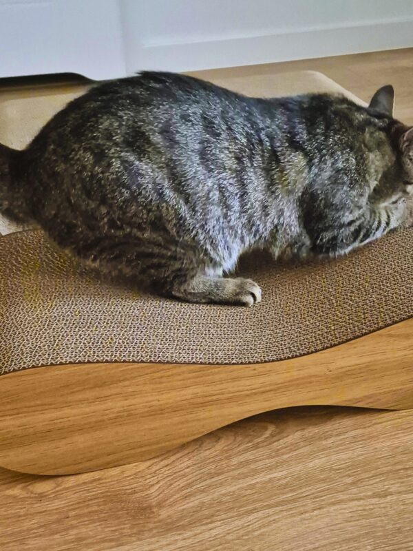 drapak kartonowy dla kota