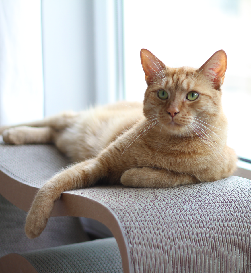 Drapak tekturowy LUI - obrazek 4