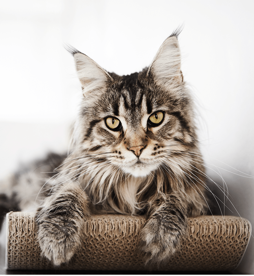 Drapak kartonowy TOBI - obrazek 5