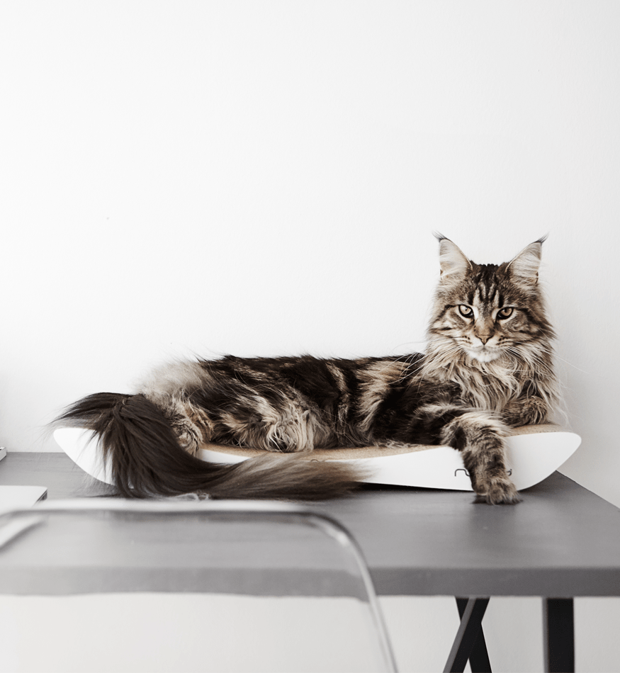 Drapak kartonowy TOBI - obrazek 3