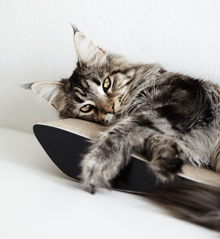 Drapak dla kota kartonowy TOBI - obrazek 6