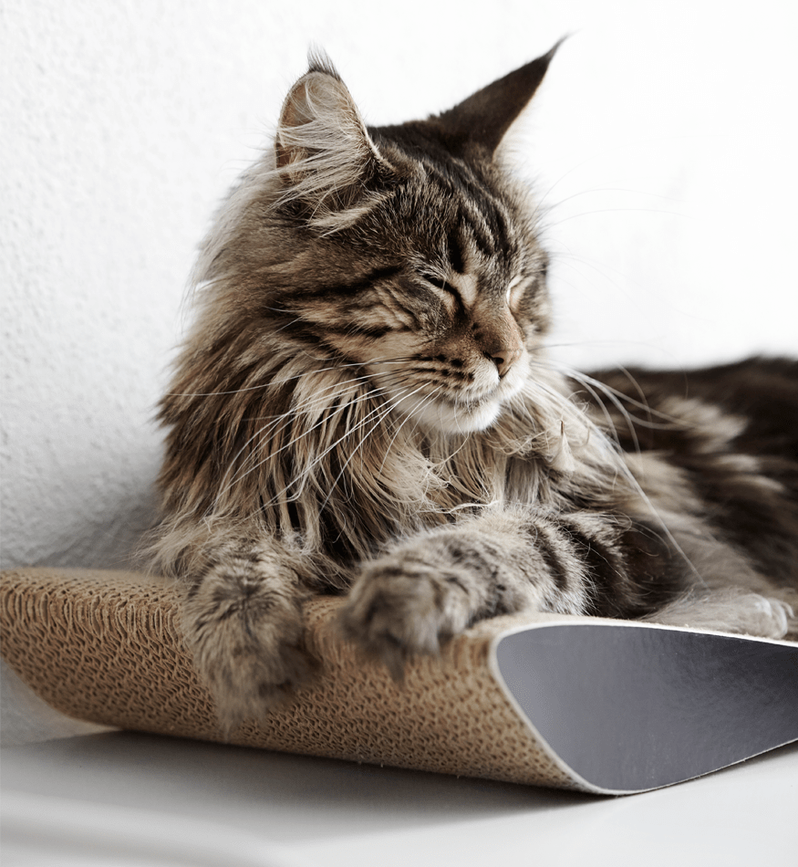 Drapak dla kota kartonowy TOBI - obrazek 4