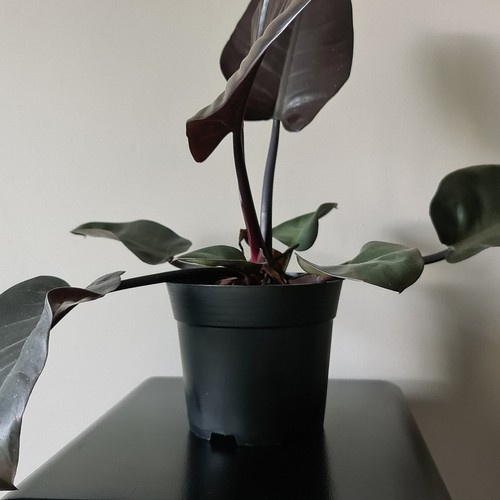 Doniczka produkcyjna - zestaw 10 szt. - obrazek 10