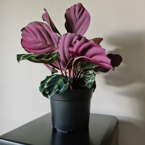 Doniczka produkcyjna - zestaw 10 szt. - obrazek 11