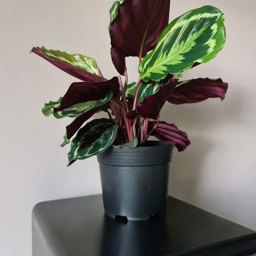 Doniczka produkcyjna - zestaw 10 szt. - obrazek 12