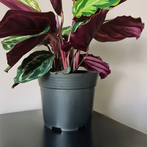 Doniczka produkcyjna - zestaw 10 szt. - obrazek 13