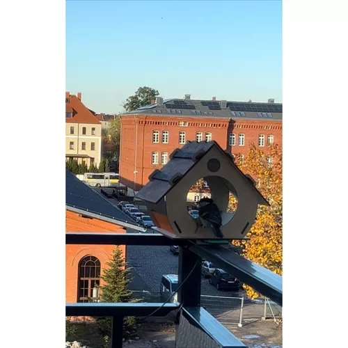 Karmnik dla ptaków Maaleo 22585 - obrazek 16