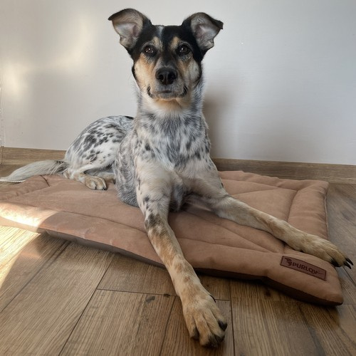 Legowisko dla psa Purlov 24594 - obrazek 15