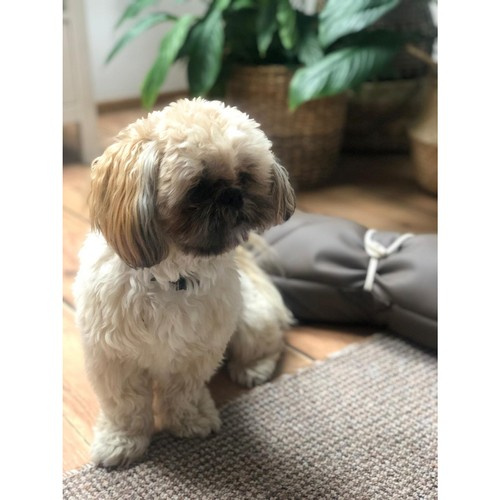 Legowisko dla psa Purlov 24594 - obrazek 9