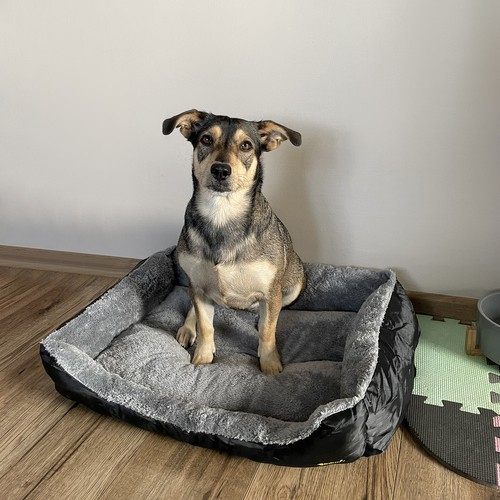 Legowisko dla psa/kota 60x45cm Purlov 24288 - obrazek 13