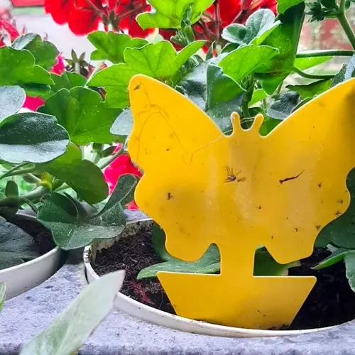 Lep na owady- 12szt. Repest 19053 - obrazek 4