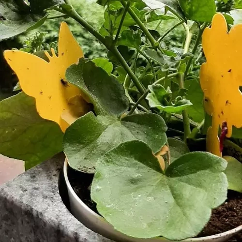 Lep na owady- 12szt. Repest 19053 - obrazek 5