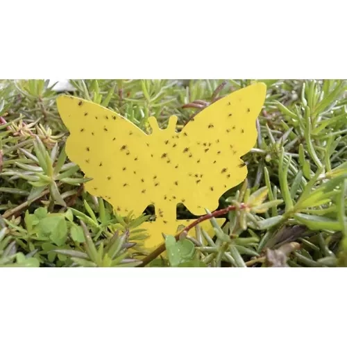 Lep na owady- 12szt. Repest 19053 - obrazek 7