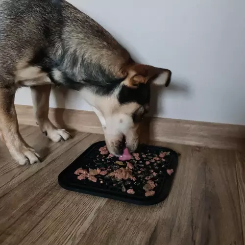 Mata antystresowa/ taca dla psa Purlov 19378 - obrazek 13