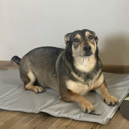 Mata chłodząca dla zwierząt 90x50cm Purlov 25531 - obrazek 10