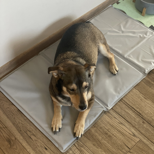 Mata chłodząca dla zwierząt 90x50cm Purlov 25531 - obrazek 11