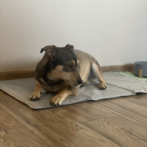 Mata chłodząca dla zwierząt 90x50cm Purlov 25531 - obrazek 12