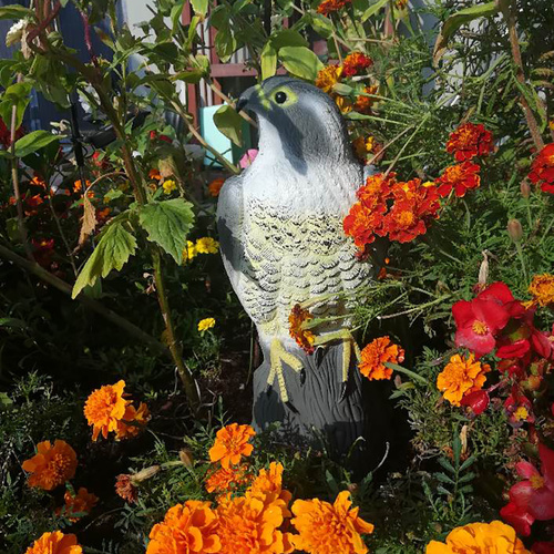 Odstraszacz ptaków - sokół 23421 - obrazek 9