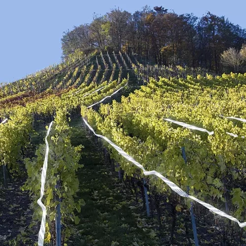 Odstraszacz ptaków- taśma 50m Repest 21042 - obrazek 5