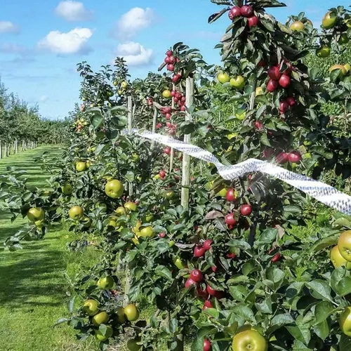Odstraszacz ptaków- taśma 50m Repest 21042 - obrazek 8
