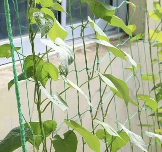 Siatka - podpora do roślin 2x20m Gardlov 23980 - obrazek 8