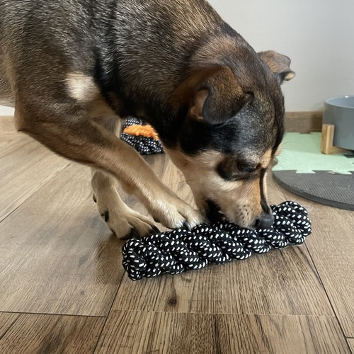 Zestaw zabawek dla psa - 10 szt. Purlov 24388 - obrazek 7