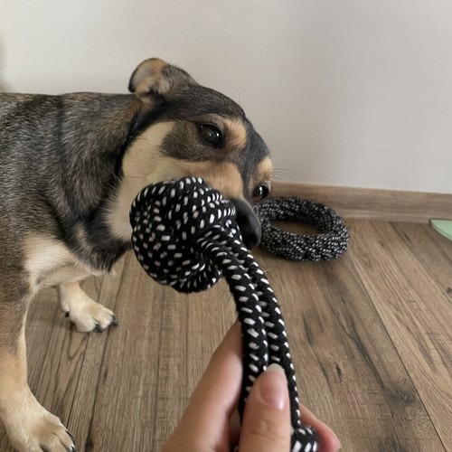 Zestaw zabawek dla psa - 10 szt. Purlov 24388 - obrazek 9